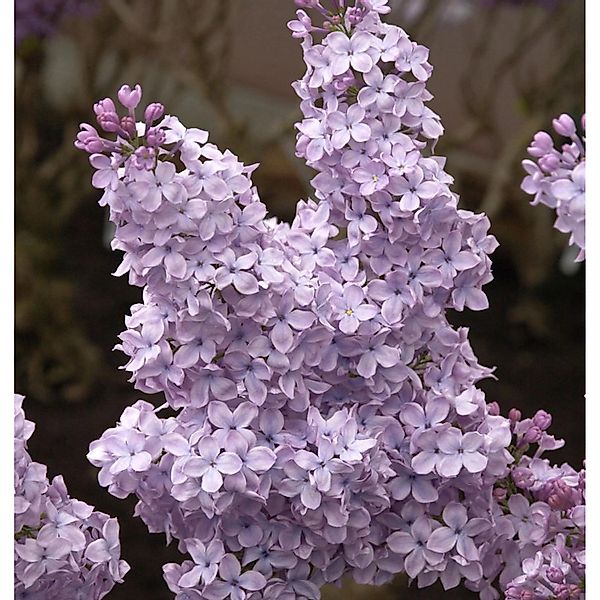 Edelflieder Michael Buchner 40-60cm - Syringa vulgaris günstig online kaufen