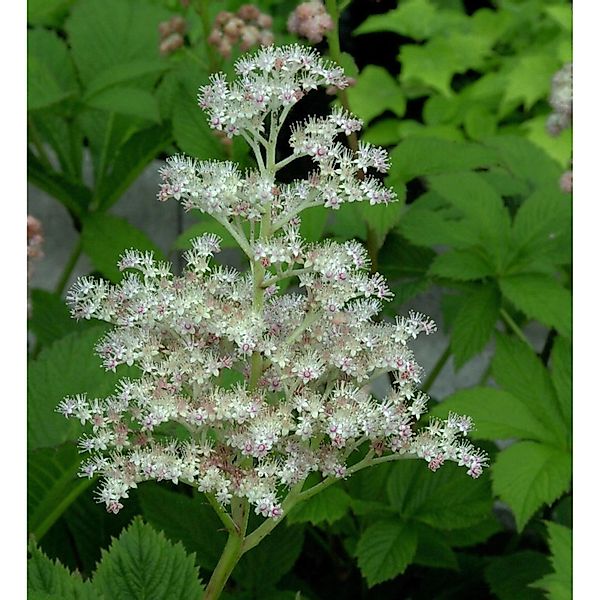 Rodgersie Die Anmutige - Rodgersia günstig online kaufen