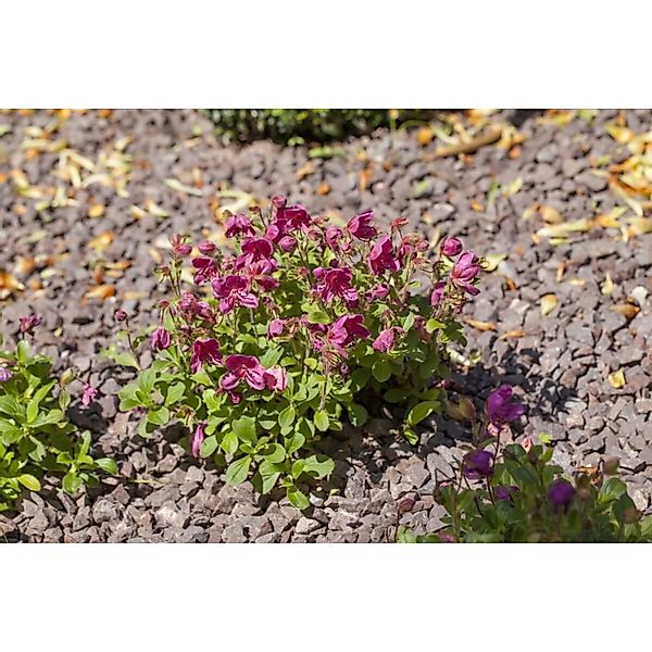 Rhododendron Camtschaticum Zwerg-Rhododendron Rosa 20–25 cm günstig online kaufen