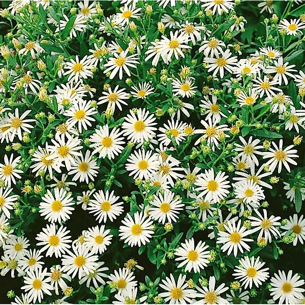 Aster Ageratoides Starshine R Herbstaster Ca. 9x9 cm Topf günstig online kaufen
