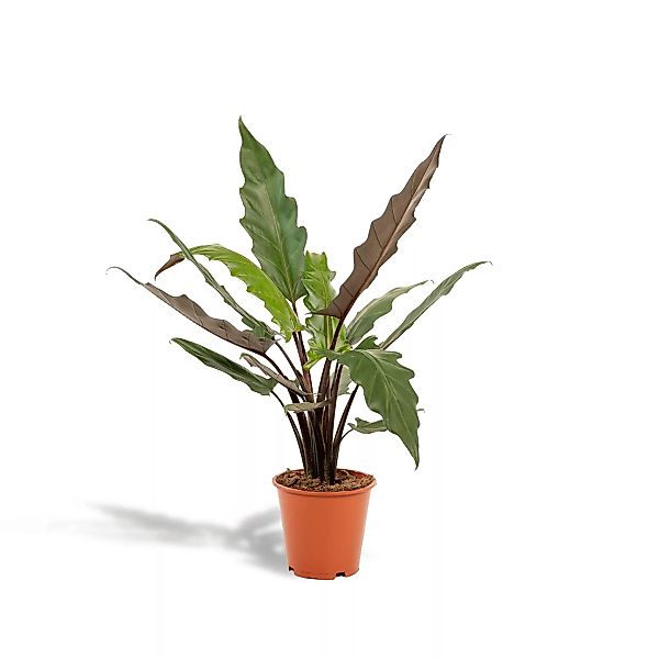 Hello Plants | Alocasia Lauterbachiana günstig online kaufen
