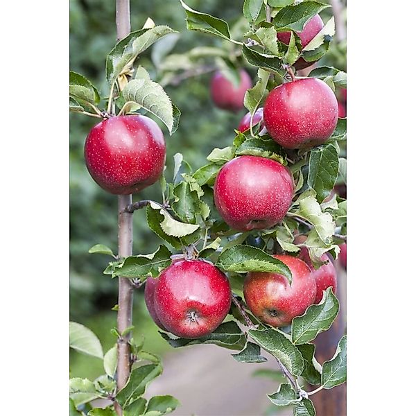 Pflanzen für Dich Obstpflanze Malus domestica Florina, 1 St., Florina-Apfel günstig online kaufen