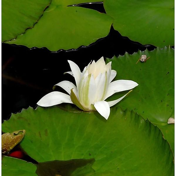 Seerose Marliacea Albida - Nymphaea günstig online kaufen
