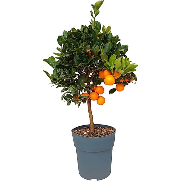 Sunny-Tree Orangenbaum Große 90 Zentimeter Citrus Sinensis Obstbaum Fruchtb günstig online kaufen