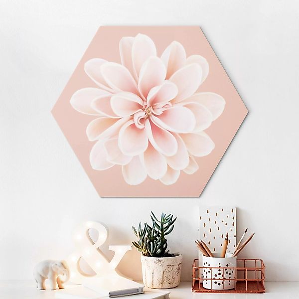 Hexagon-Alu-Dibond Bild Dahlie Rosa Pastell Weiß Zentriert günstig online kaufen