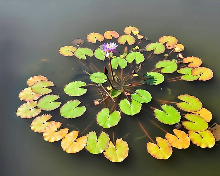 Fototapete "Wasserlilie" 4,00x2,50 m / Glattvlies Brillant günstig online kaufen