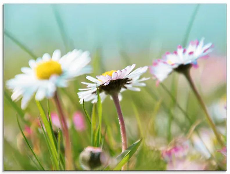 Artland Glasbild »Gänseblümchen Romantik« 1 Stk. tlg. in verschiedenen Größ günstig online kaufen