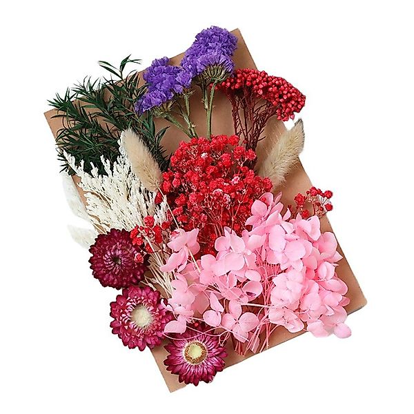 Trockenblume Pampasgras Zum Basteln Mini Trockenblumen, günstig online kaufen