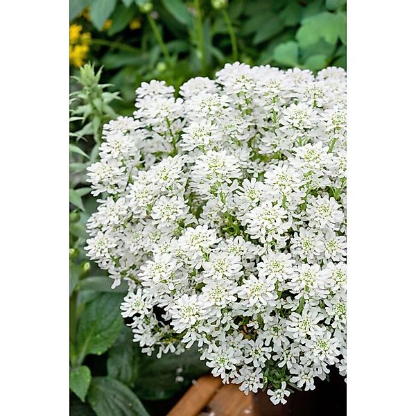 Iberis Sempervirens Weißer Zwerg Schleifenblume Weiß Ca. 9x9 cm Topf günstig online kaufen