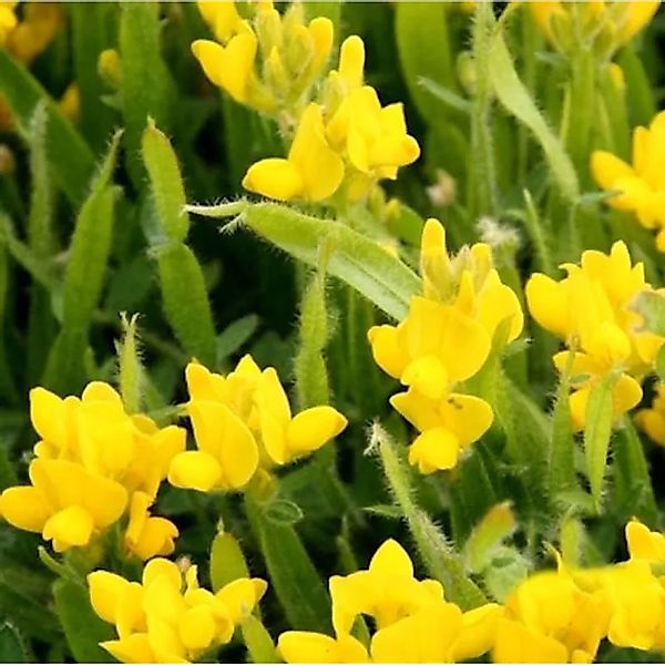 Pfeilginster 30-40cm - Genista sagittalis günstig online kaufen