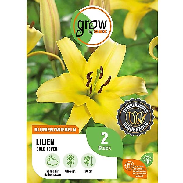 GROW by OBI Lilie Oriental Gold Fever Höhe ca. 80 cm Lilium oriental günstig online kaufen