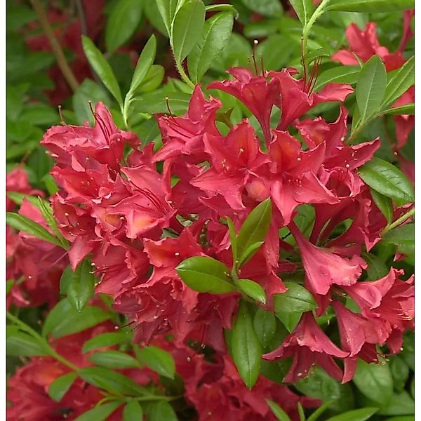 Rhododendron Karminduft 40-50cm - Rhododendron viscosum günstig online kaufen