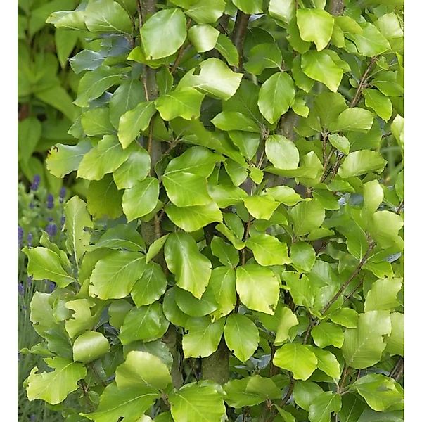 Gelbe Säulen Buche 80-100cm - Fagus sylvatica günstig online kaufen