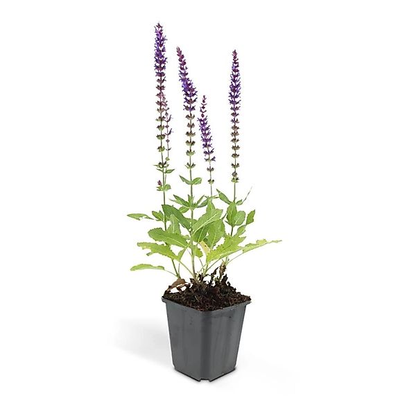 Exotenherz Ziersalbei Steppensalbei Salvia Nemorosa Ostfriesland 9cm Topf S günstig online kaufen