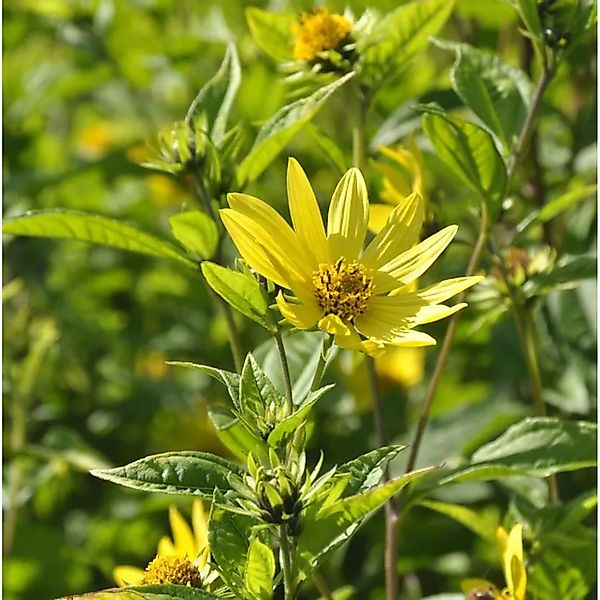 Zitronengelbe Stauden Sonnenblume - Helianthus microcephalus günstig online kaufen