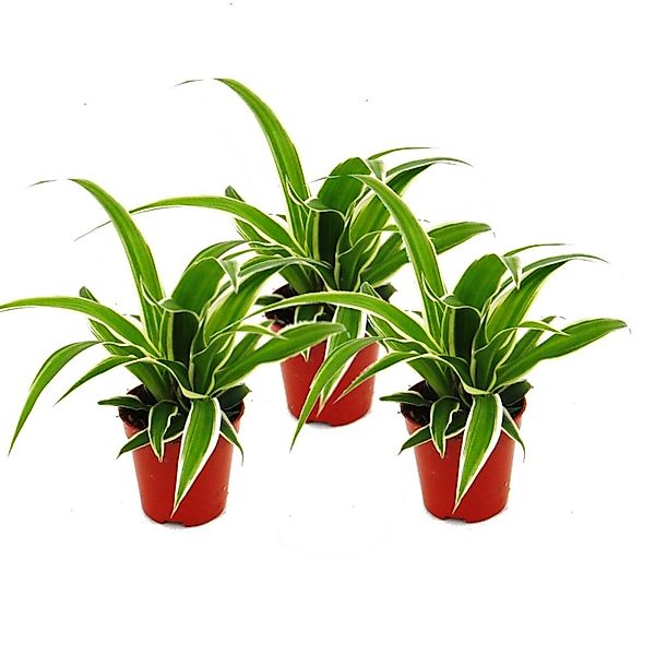 Exotenherz Chlorophytum Mini 3er Set Grünlilie günstig online kaufen