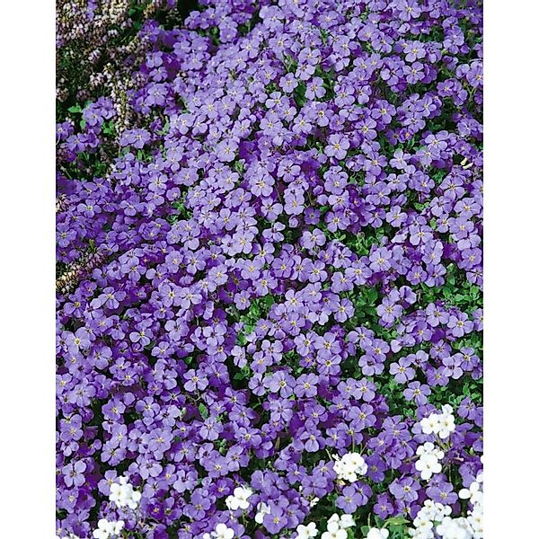 Aubrieta X Cultorum Tauricola Blaukissen Violett Ca. 9x9 cm Topf günstig online kaufen