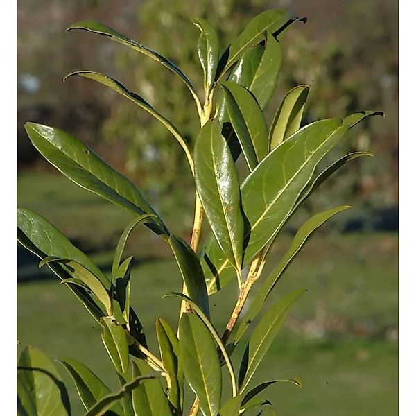 Kirschlorbeer Ester 80-100cm - Prunus,aurocerasus günstig online kaufen