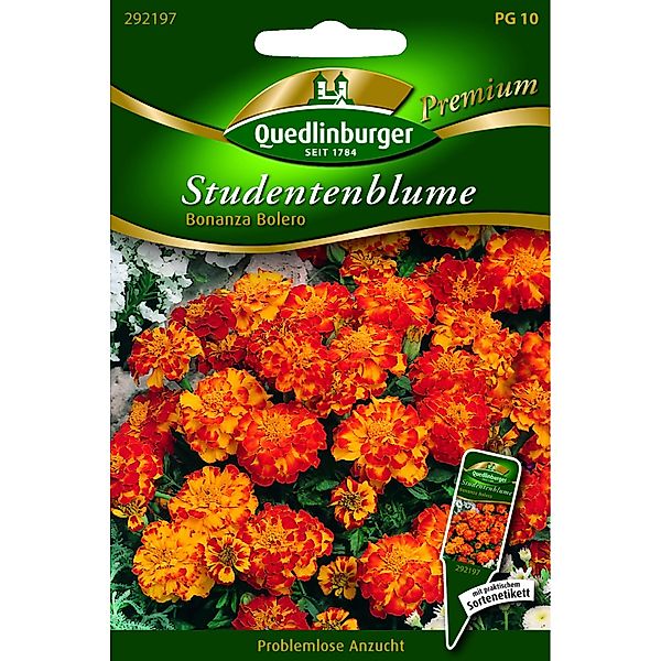 Quedlinburger Studentenblumen ''Bonanza Bolero'' günstig online kaufen