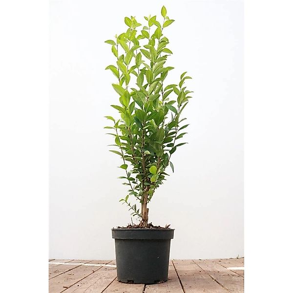 Ligustrum ovalifolium 40-60 cm günstig online kaufen