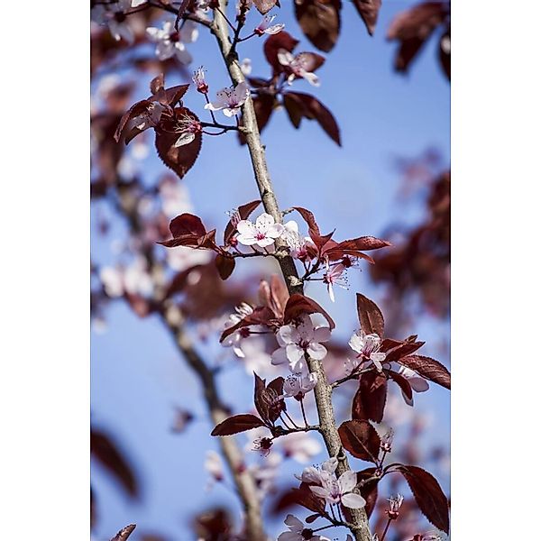 Prunus Cerasifera Nigra Blutpflaume Dunkelrot 100–125 cm günstig online kaufen