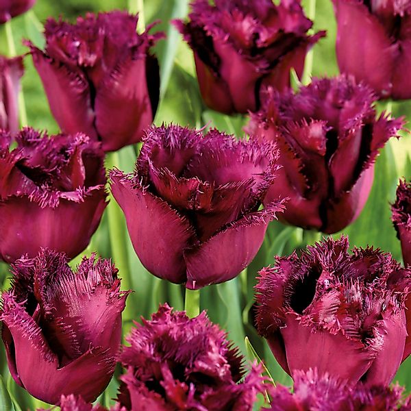 GROW by OBI Tulpe Gorilla Purple 5 Stück Tulipa fringed Gorilla günstig online kaufen
