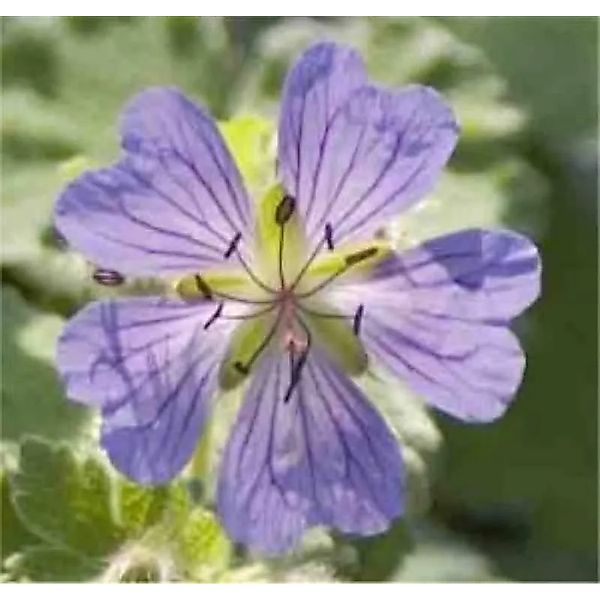 Kaukasus Storchschnabel Philppe Vapelle - Geranium renardii günstig online kaufen