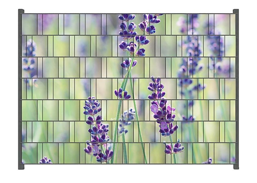 Wallario Sichtschutzstreifen Lila Blumenfreude - Violette günstig online kaufen