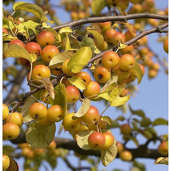 Zierapfel Butterball 80-100cm - Malus Hybride günstig online kaufen