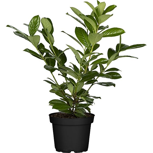 Kirschlorbeer Novita Set à 24 Stück Höhe ca. 40 - 60 cm Prunus,aurocerasus günstig online kaufen