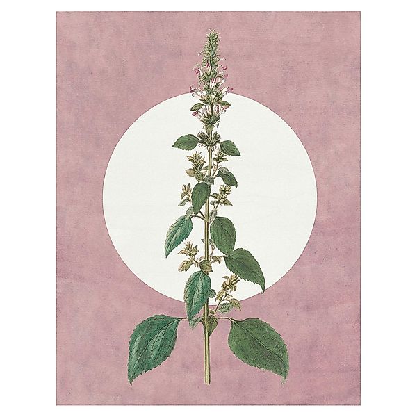 Komar Wandbild Menthe en Croissance Pflanzen B/L: ca. 40x50 cm günstig online kaufen