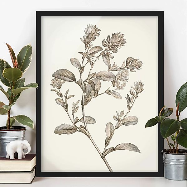 Bild mit Rahmen Blumen - Hochformat Botanische Studie in Sepia I günstig online kaufen