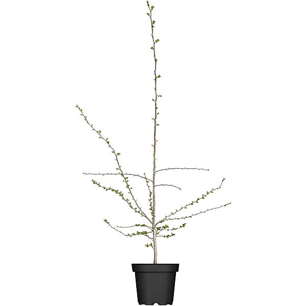 Eingriffeliger Weißdorn Höhe ca. 40 - 60 cm Topf ca. 3 l Crataegus monogyna günstig online kaufen