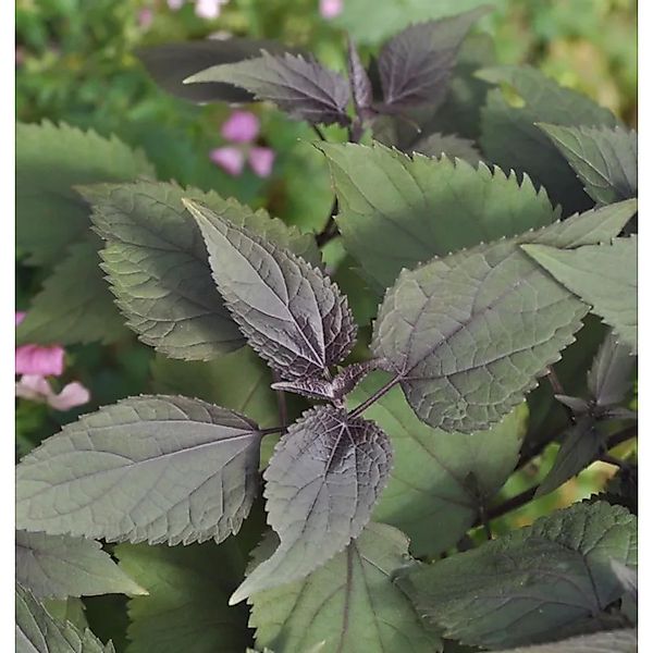 Wasserdost Chocolate - Eupatorium rugosum günstig online kaufen