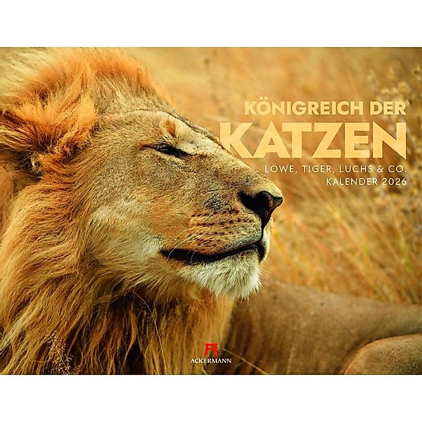 Königreich der Katzen Kalender 2026 günstig online kaufen