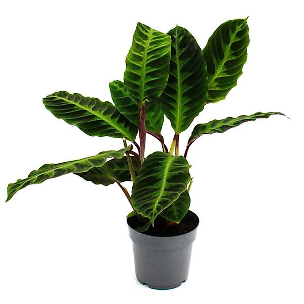 Exotenherz Zimmerpflanze Schattenpflanze Calathea warscewiczii Samtmarante günstig online kaufen