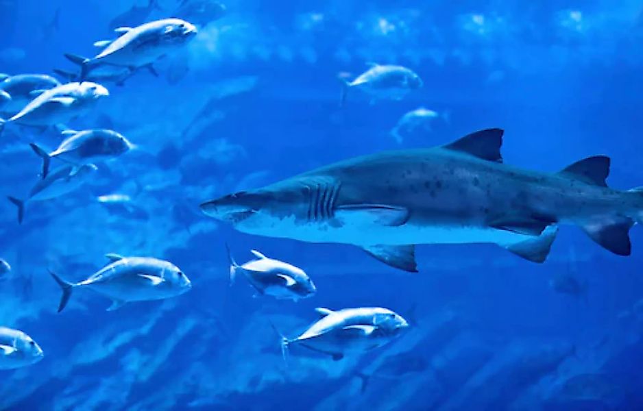 Papermoon Fototapete »Hai mit Fischen« günstig online kaufen