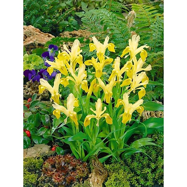 Iris Bucharica Buchara Schwertlilie Ca. 9x9 cm Topf günstig online kaufen