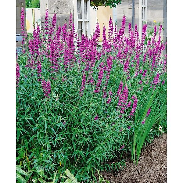 Lythrum Salicaria Blutweiderich Lady Sackville Ca. 11x11 cm Topf günstig online kaufen