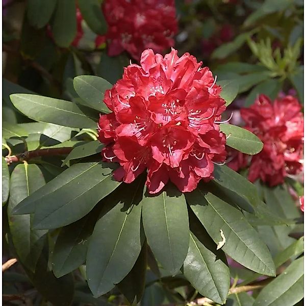 Großblumige Rhododendron Elizabeth 25-30cm - Alpenrose günstig online kaufen