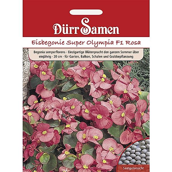 Dürr Samen Eisbegonie Super Olympia F1 Rosa Einjährig Saatgut günstig online kaufen