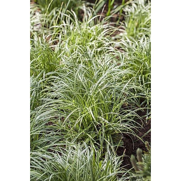 Carex Morrowii Japan-Segge Immergrün Ca. 9x9 cm Topf günstig online kaufen