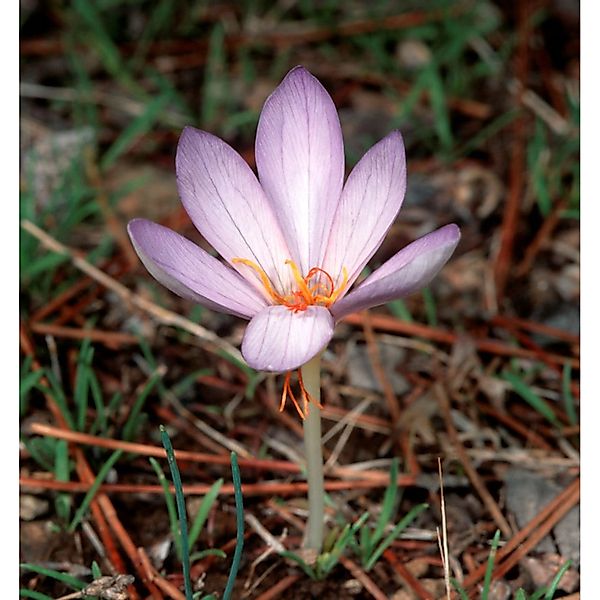 Safran Krokus - Crocus sativus günstig online kaufen