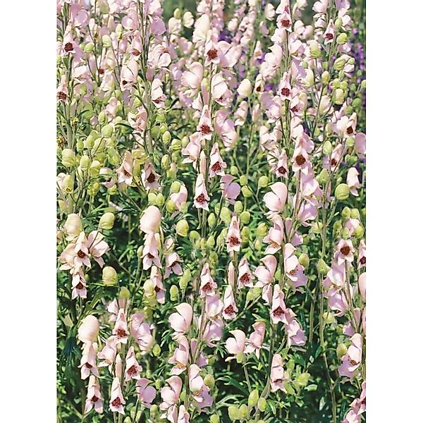Aconitum Napellus Rubellum Eisenhut Ca. 11x11 cm Topf günstig online kaufen