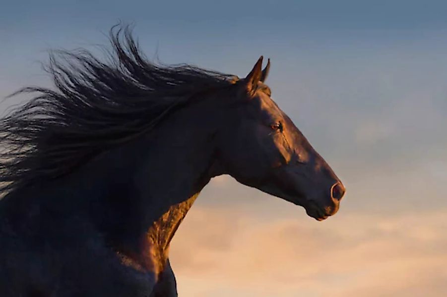 Papermoon Fototapete »Pferd« günstig online kaufen