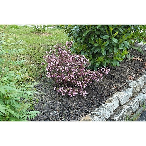Weigela Florida Nana Purpurea Weigelie Purpurrot 40–60 cm günstig online kaufen