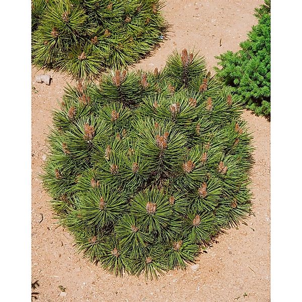 Pinus Nigra Bambino Schwarzkiefer Kompakt 60–70 cm günstig online kaufen