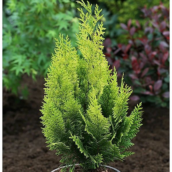 Scheinzypresse Gelbe Ivonne 100-125cm - Chamaecyparis lawsoniana günstig online kaufen