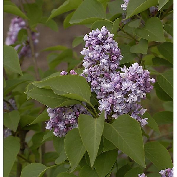 Hochstamm Edelflieder Katharine Havemeyer 100-125cm - Syringa vulgaris günstig online kaufen