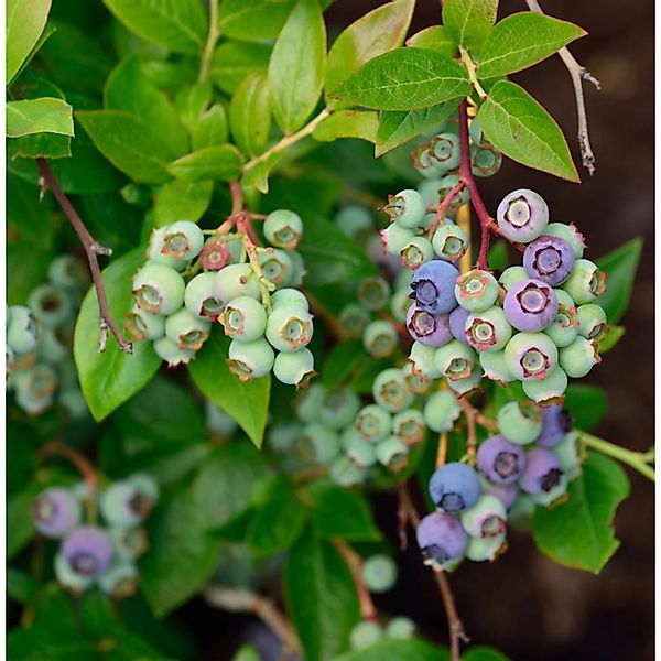 Heidelbeere Ama 60-80cm - Vaccinium corymbosum günstig online kaufen